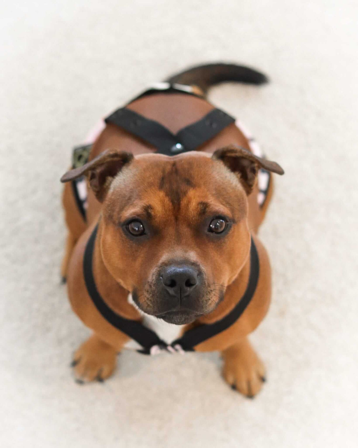 DogPanties® hygiene dog panties for all breeds!