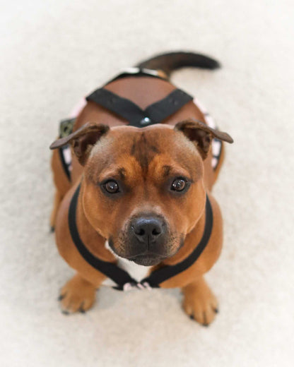 DogPanties® hygiene dog panties for all breeds!