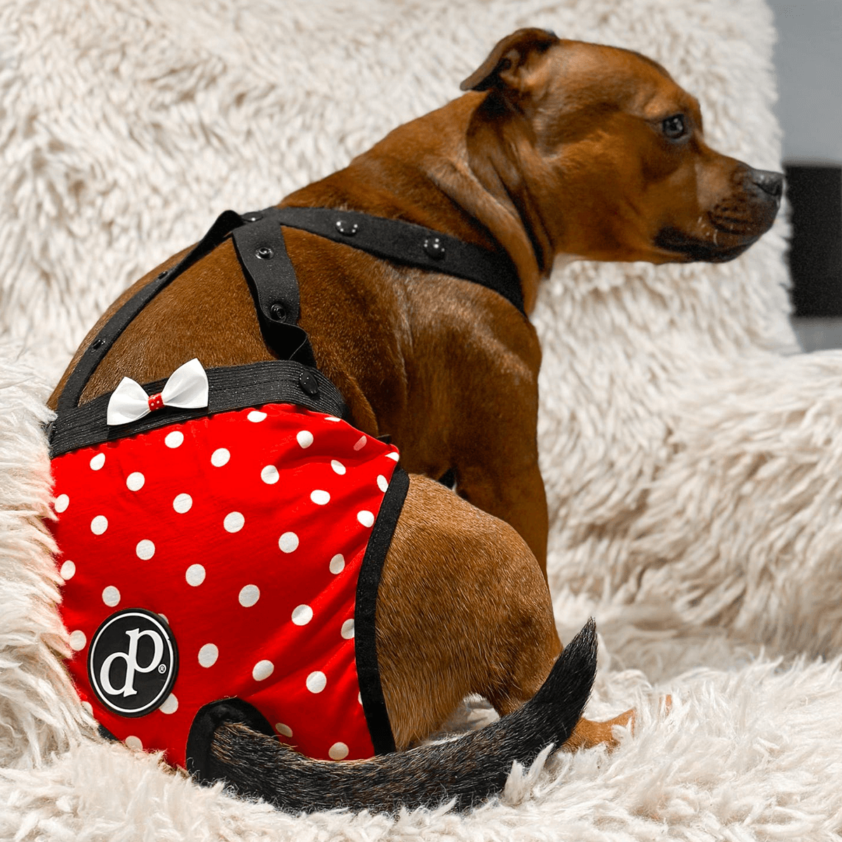 DogPanties® hygiene dog panties for all breeds!