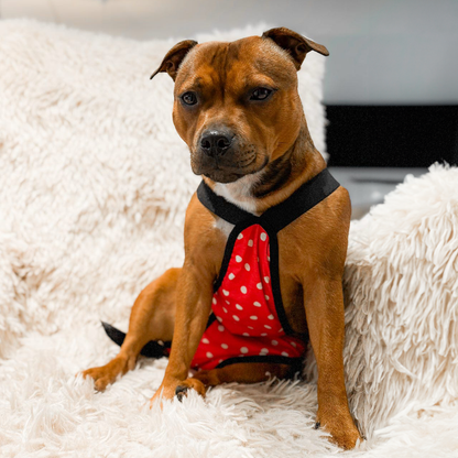 Culottes hygiéniques pour chien - Le Pois - DogPanties®