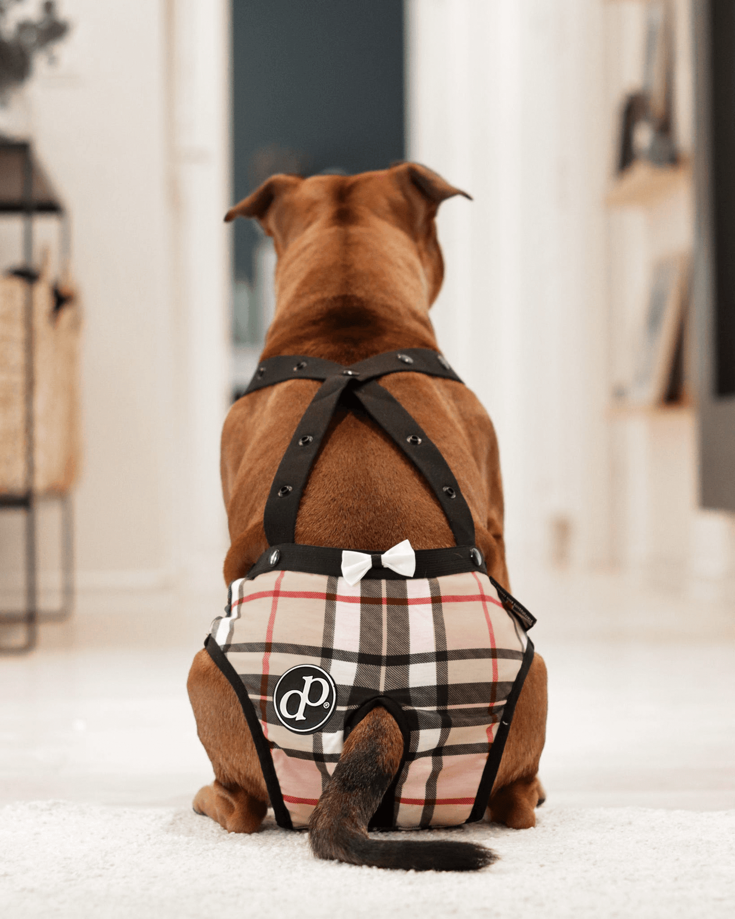 DogPanties® hygiene dog panties for all breeds!