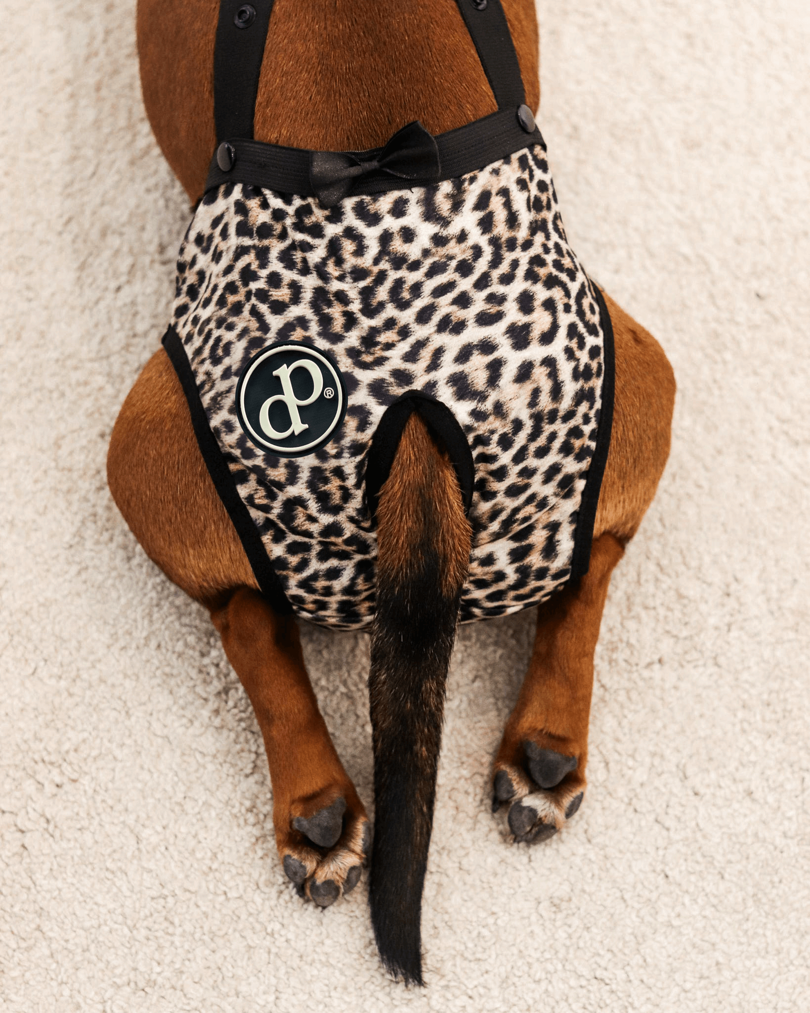 DogPanties® hygiene dog panties for all breeds!