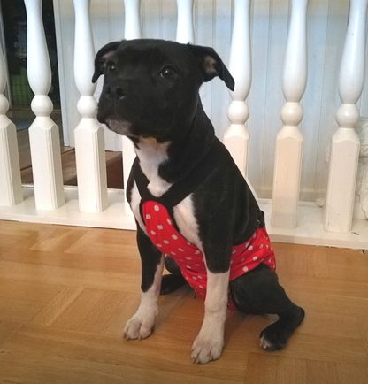 Culottes hygiéniques pour chien - Le Pois - DogPanties®